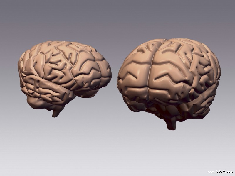 人体大脑图片
