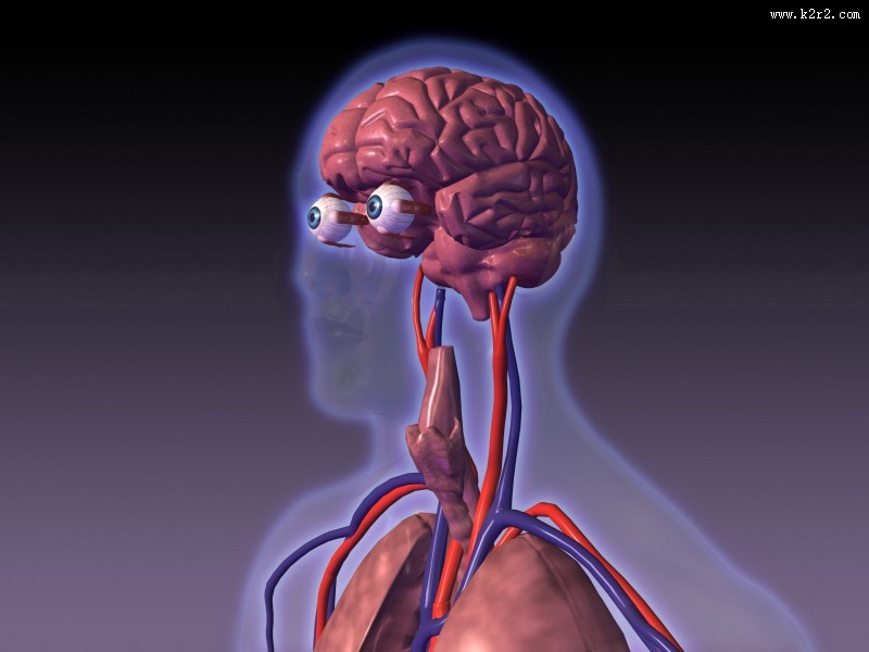 人体大脑图片