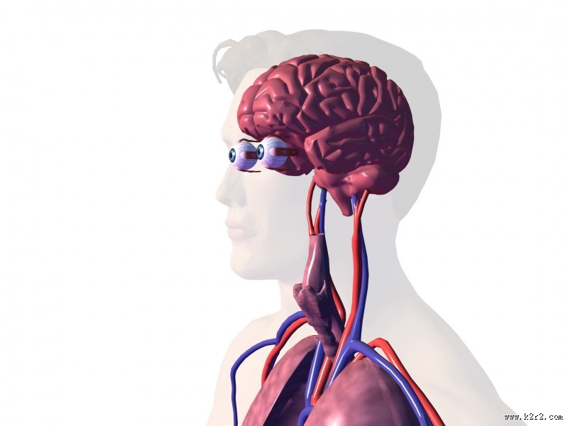 人体大脑图片