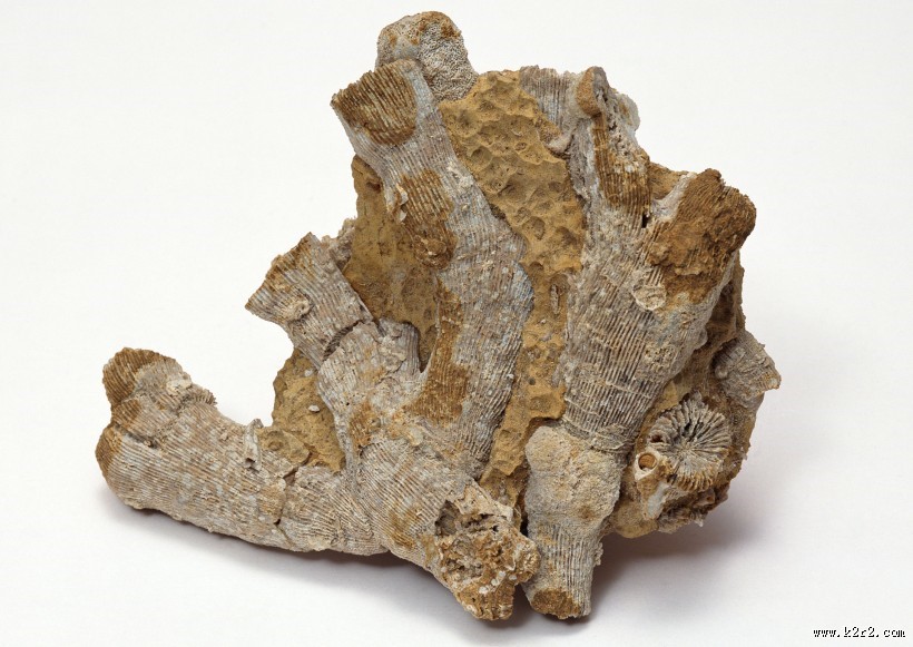 木化石图片大全