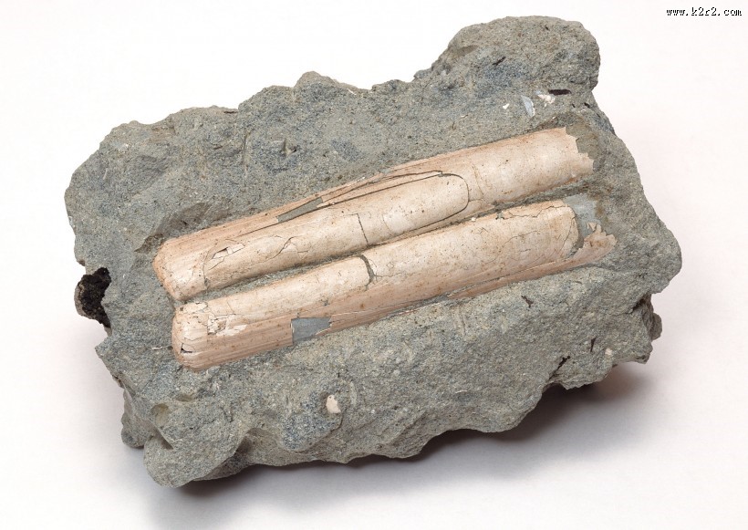 木化石图片大全