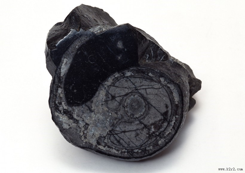 木化石图片大全
