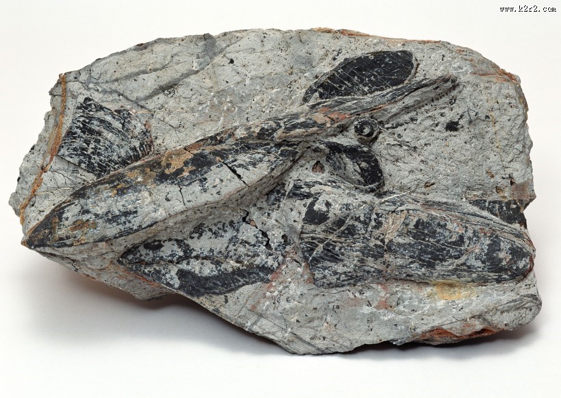 木化石图片大全