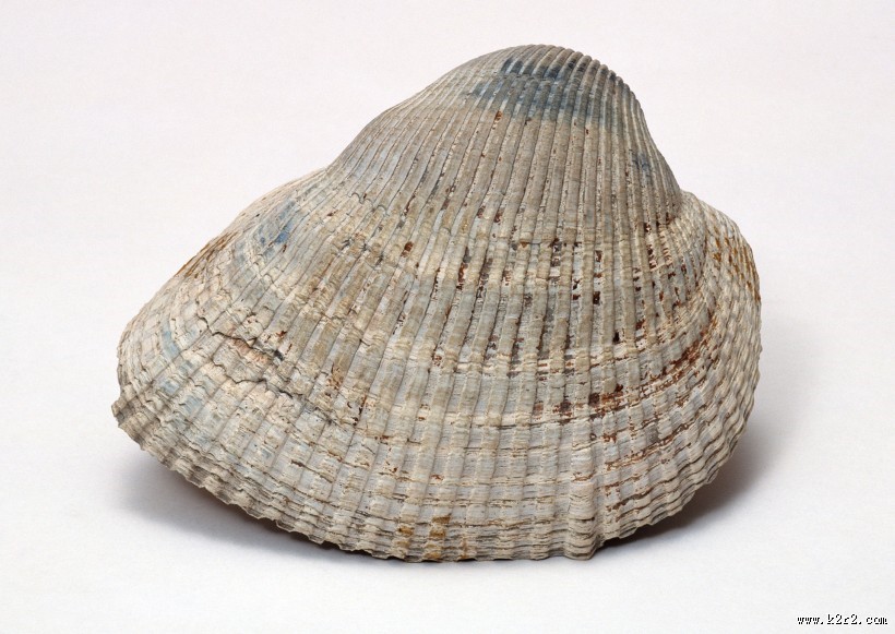 贝壳化石图片
