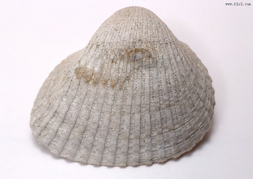 贝壳化石图片