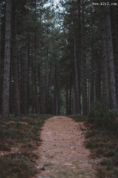 幽静的林间小路图片