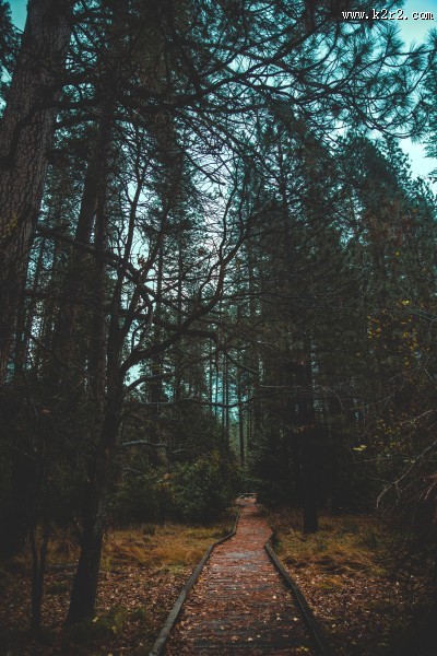 幽静的林间小路图片