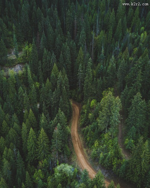 生长茂盛的森林图片