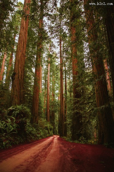 生长茂盛的森林图片