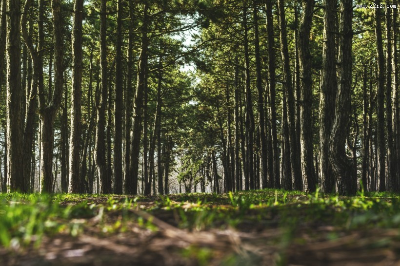 生长茂盛的森林图片