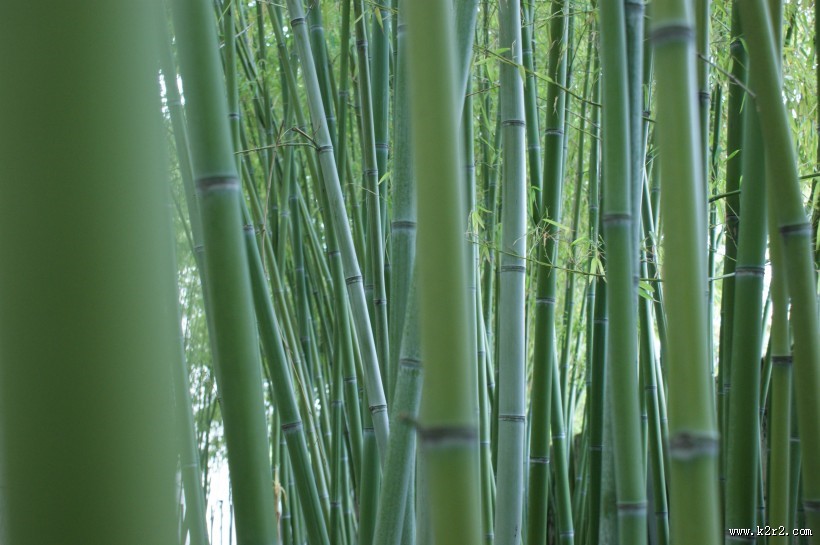 翠绿的竹林图片