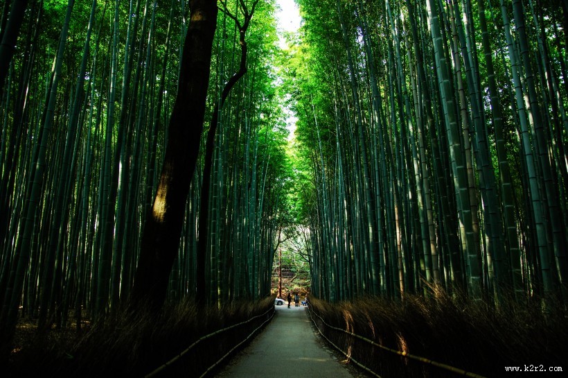 翠绿的竹林图片