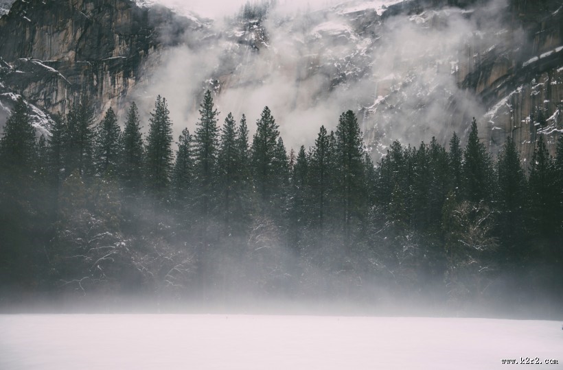 大雾天的森林图片