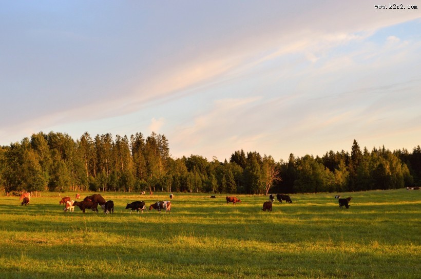 宽广的草原图片