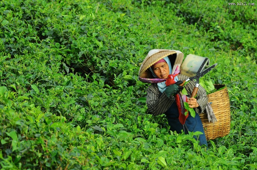 风景优美的茶园图片