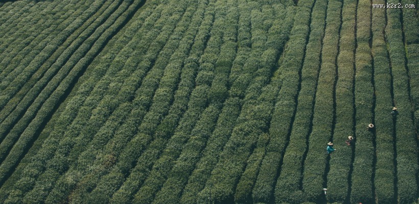 风景优美的茶园图片