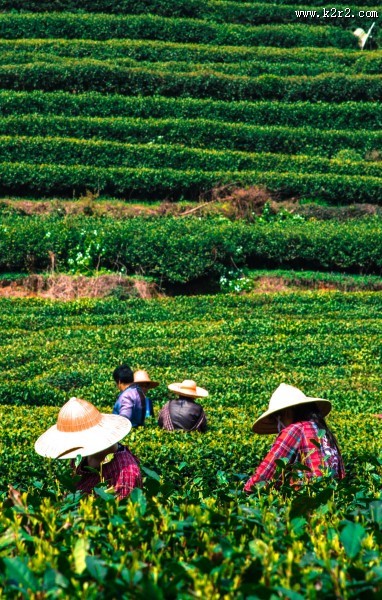 风景优美的茶园图片