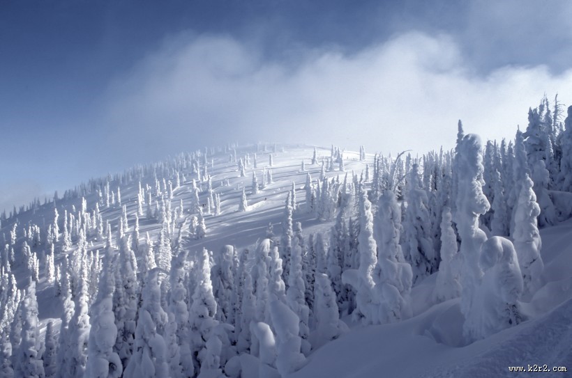 冬季白雪覆盖的森林图片大全