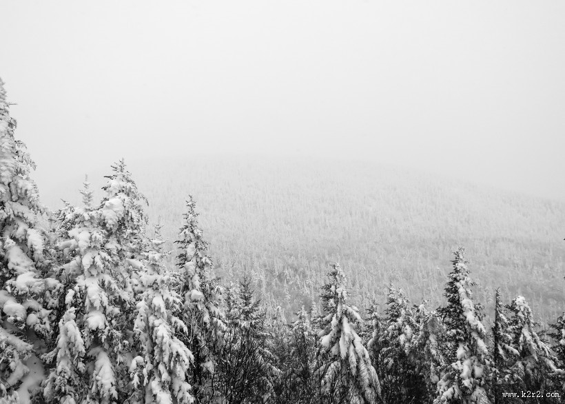 冬季白雪覆盖的森林图片大全