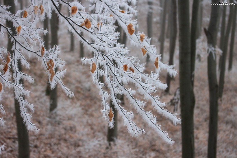 冬日树枝上的雾凇图片