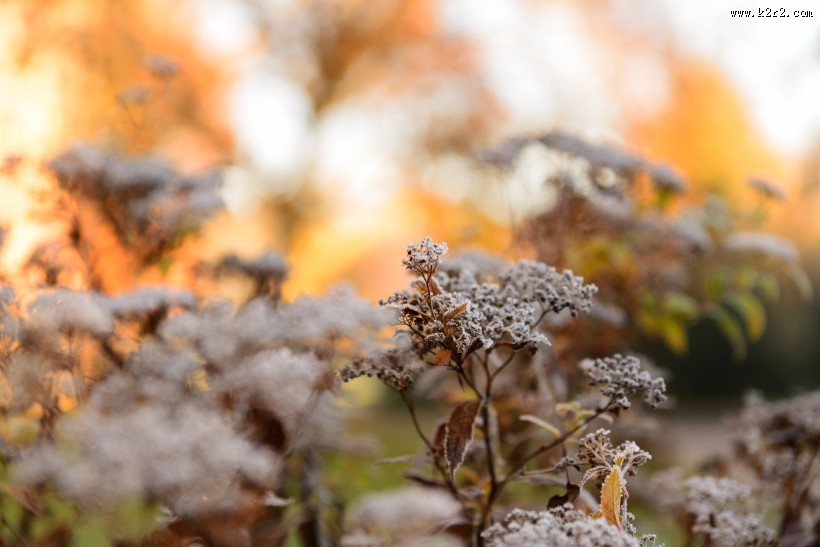 冬日树枝上的雾凇图片