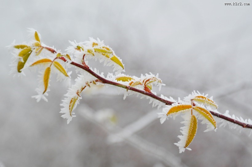 冬日树枝上的雾凇图片