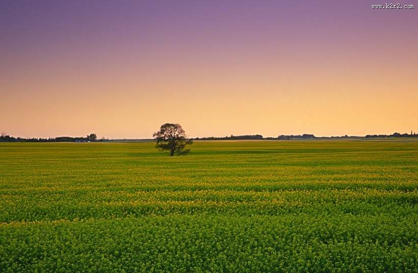 宁静的田野图片