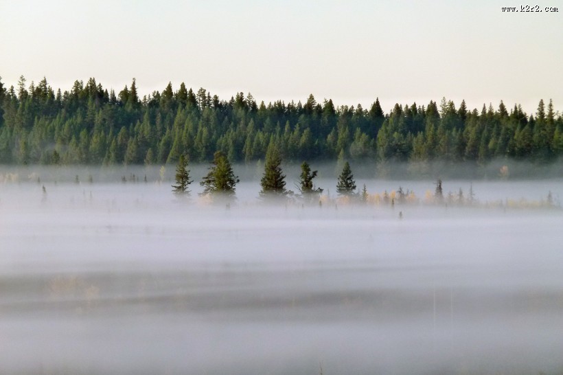 雾天的森林图片