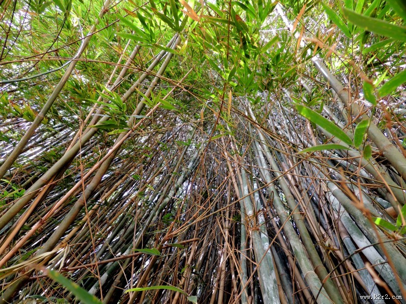 翠绿的竹林图片