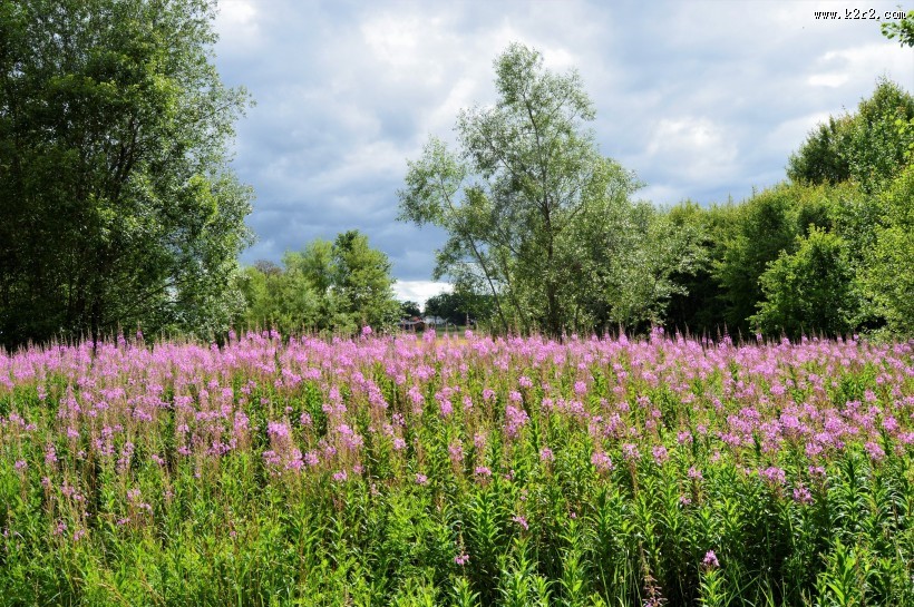 绿油油的郊外风景图片