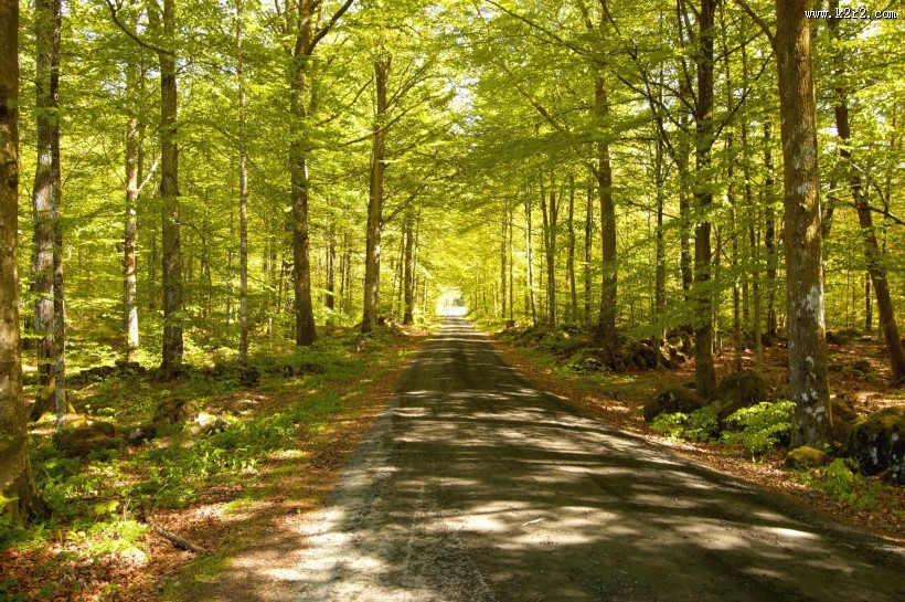 绿油油的郊外风景图片