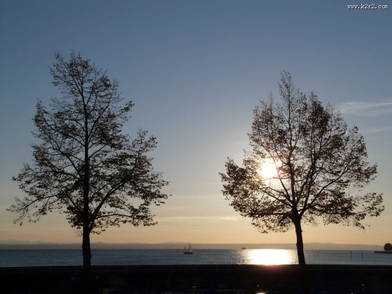 傍晚唯美的树图片