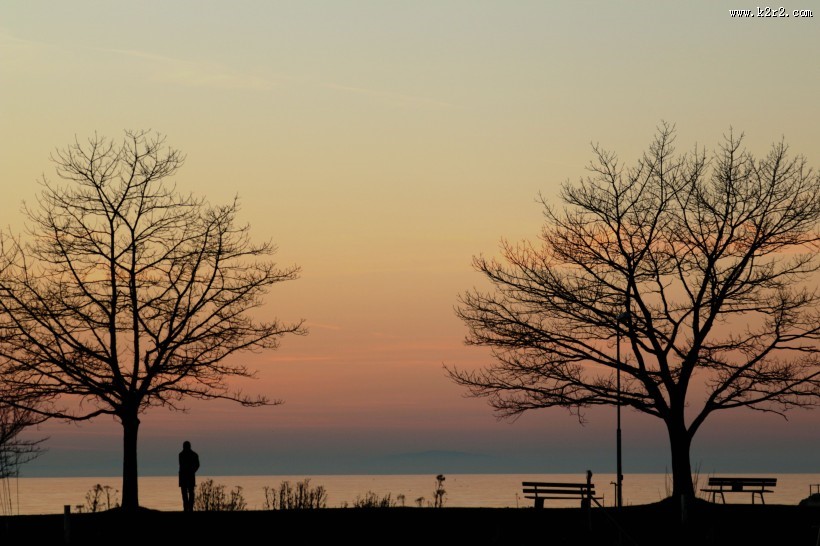 傍晚唯美的树图片