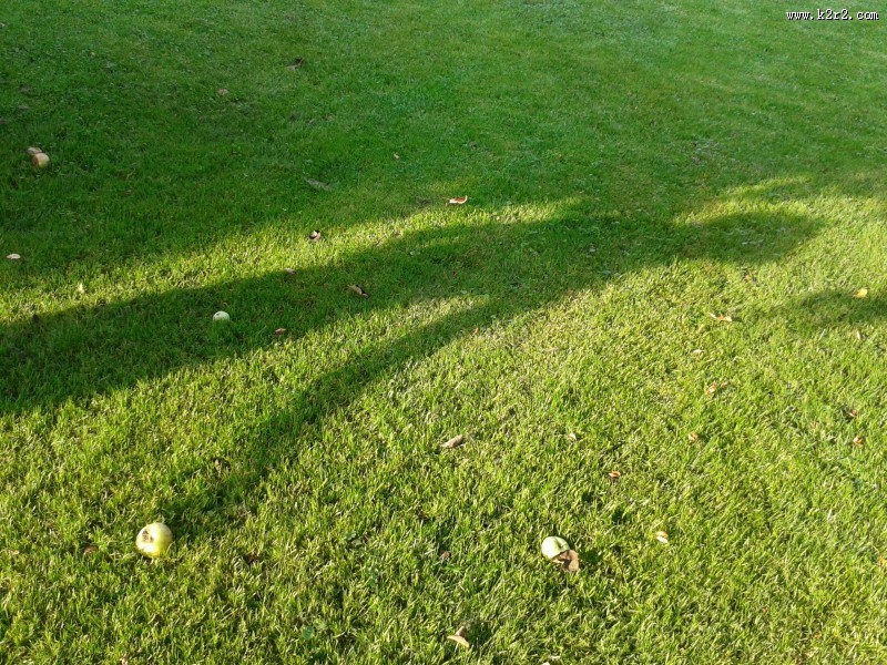 碧绿的草地图片