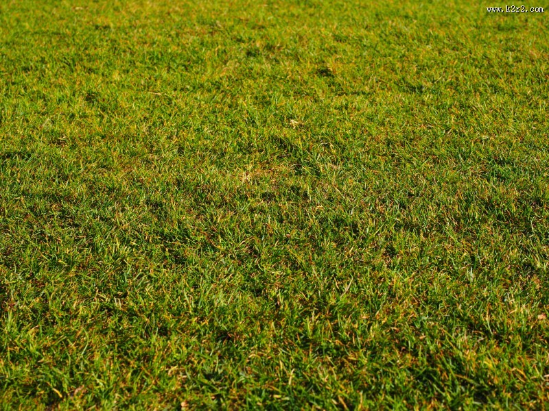 碧绿的草地图片