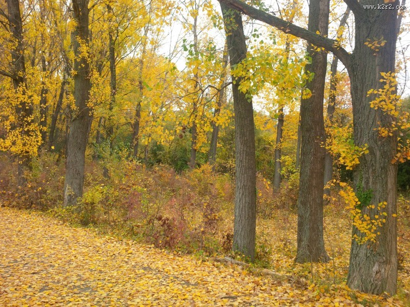秋天树林风景图片大全
