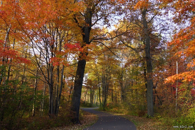 秋天树林风景图片大全
