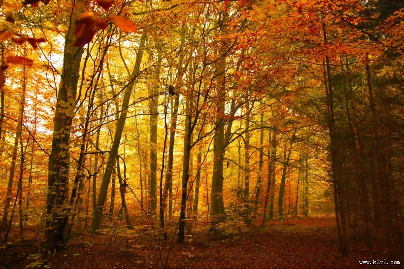 秋天树林风景图片大全