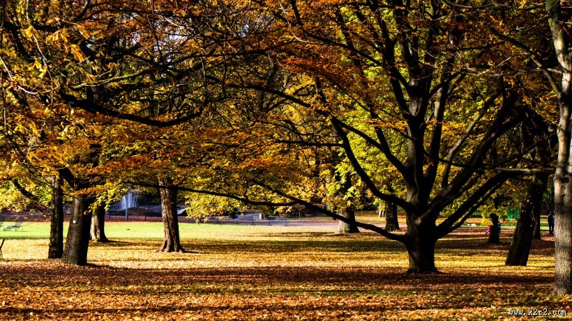秋天树林风景图片大全