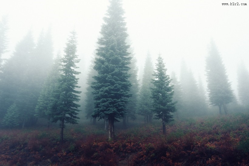 多雾的山和茂盛的森林图片大全