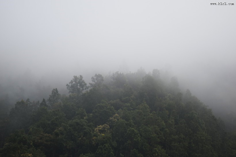 多雾的山和茂盛的森林图片大全