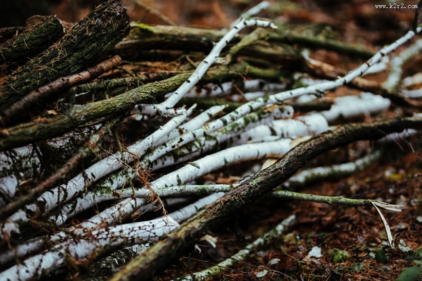 森林里的树枝和树根图片
