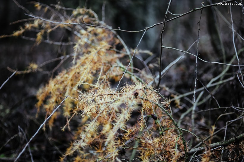 森林里的树枝和树根图片