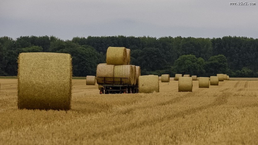 秋收的麦田风景图片