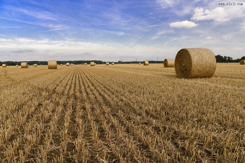 秋收的麦田风景图片