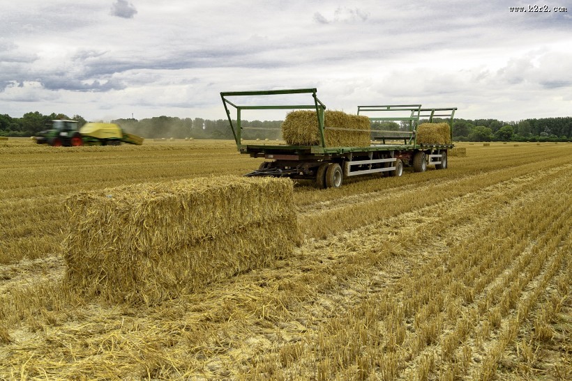 秋收的麦田风景图片