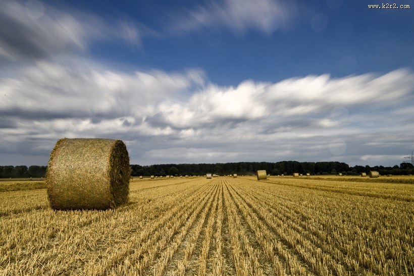 秋收的麦田风景图片