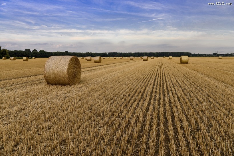 秋收的麦田风景图片