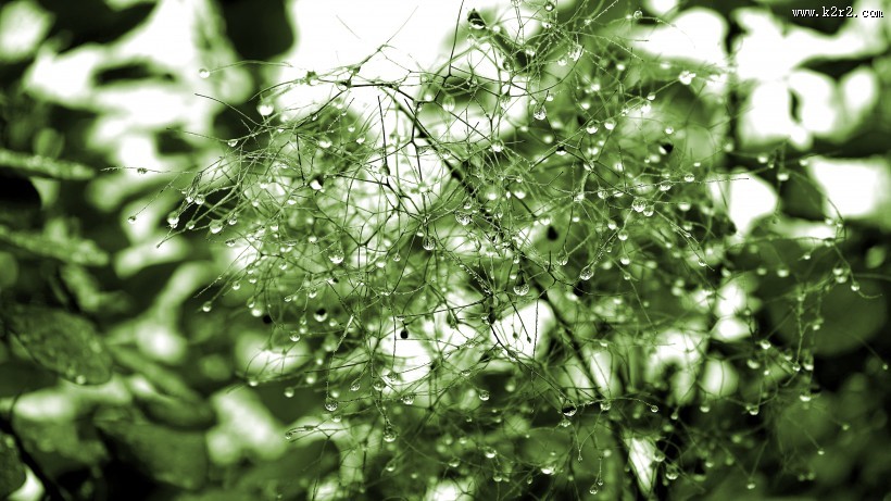 清晨的露水图片大全