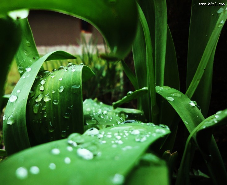 清晨的露水图片大全